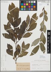 Foto von Salix myrsinifolia Salisb.